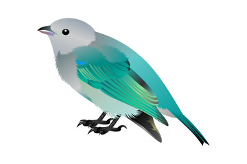 gray and blue birdy