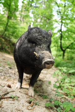 Wildschwein im Wald