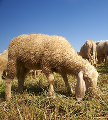 Obraz premium pecore