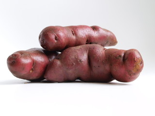 Potato tubers of native variety form the Andes,Peru