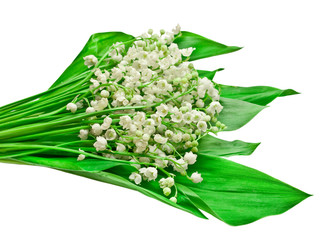 lily of the valley isolated on white background