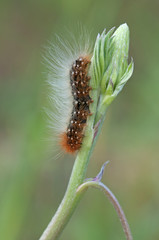 caterpillar with many hairs