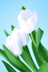 Plakat biały tulipan