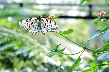 weißer Schmetterling