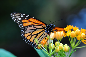 Monarchfalter