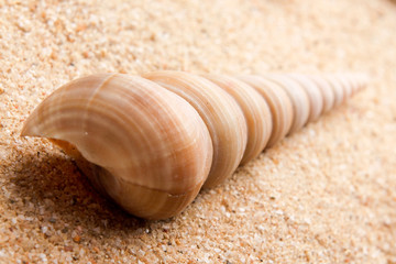 Seashell close-up