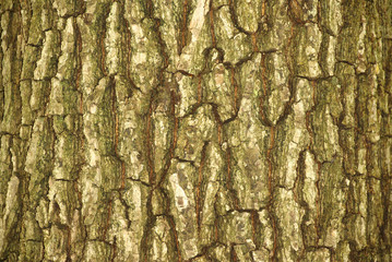 texture tree