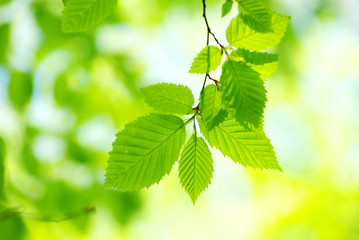 green leaves