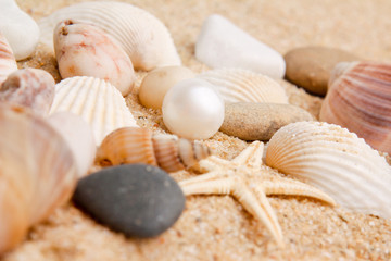 pearl on the seashell . The exotic sea shell