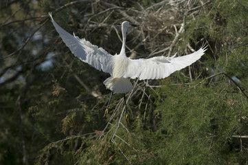 Egret (Egretta garzetta)