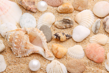 a sea star on the sand of beach