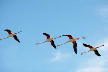 Pink flamingos (Phoenicopterus roseus) flying