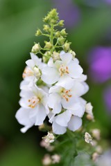 バーバスカム　ホワイトのアップ