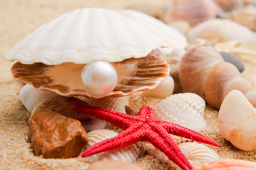 pearl on the seashell . The exotic sea shell
