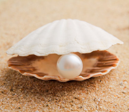 pearl on the seashell . The exotic sea shell