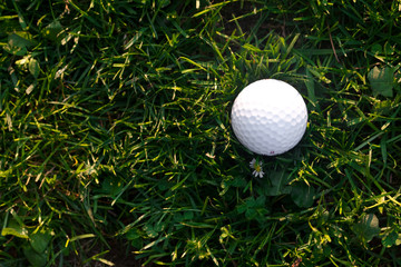 background of spring green grass and golf ball