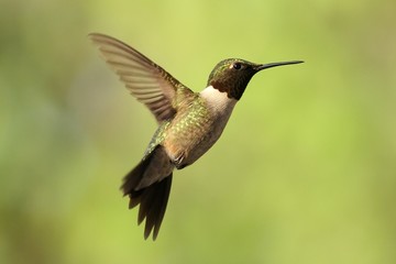 Fototapeta na wymiar Ruby Throated Hummingbird w locie.