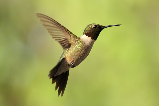 Ruby Throated Hummingbird in flight.