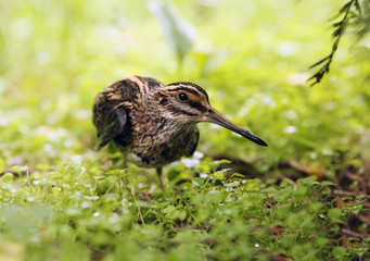 Jack snipe