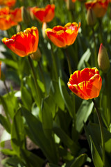 Closeup of flower, tulip