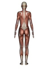女性人体模型