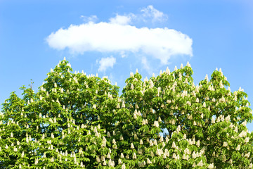 Fototapeta na wymiar chestnut with white flowers against the sky