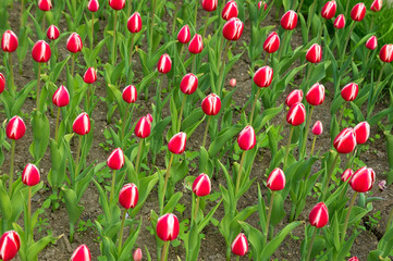 Tulips red
