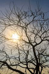 Obraz premium A silhouette of a tree against the sky and bright sun