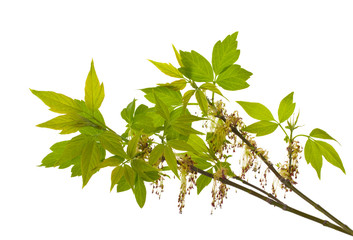 branch of blooming ash-leaved maple