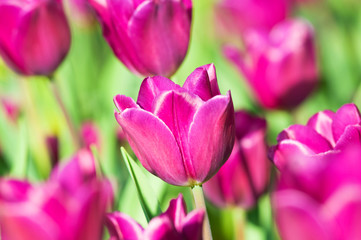 Fototapeta premium Many tulips in the park