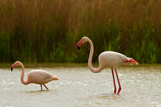 Greater flamingos in the water