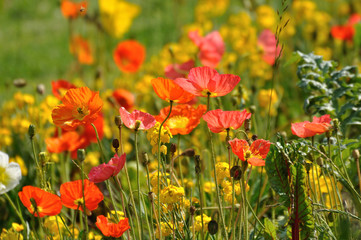 fleurs multicolores 13