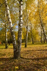 Fotobehang berkenbos in de herfst © percent