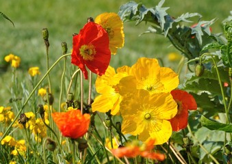 fleurs multicolores 6