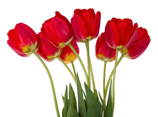 red tulips bouquet