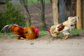two cocks ready for fight - 32385706