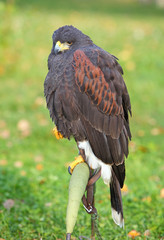 Harris hawk - Parabuteo unicincus