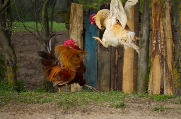 two fighting roosters