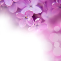 Fototapeta na wymiar lilac background