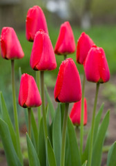 Fototapeta premium wet red tulips
