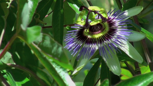 Passiflore bleue (Passiflora caerulea)