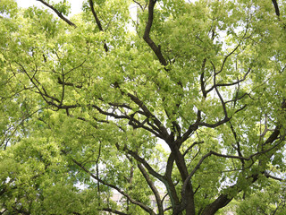 Green trees