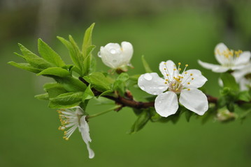 flower after the rain