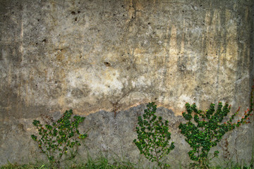 Detail of the old walls have tree
