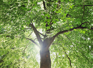 Fototapeta premium Baum