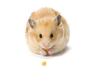 Hamster eating corn seeds © veryolive