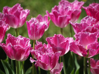 Tulpen-pink-fransig