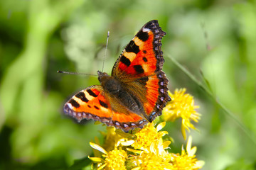 Obraz premium butterfly on flower