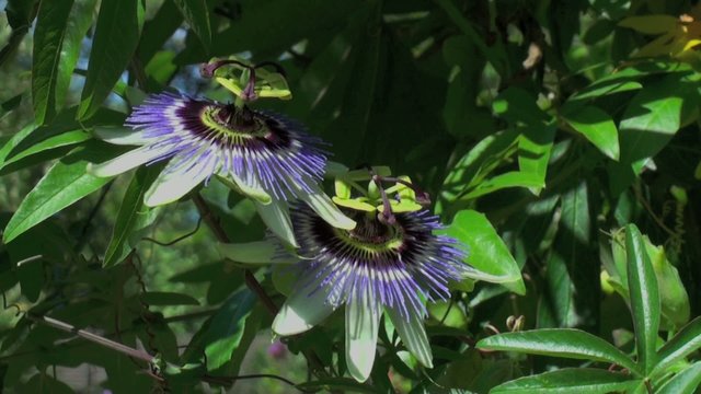 Passiflore bleue (Passiflora caerulea)