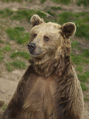 Naklejka premium niedźwiedź brunatny